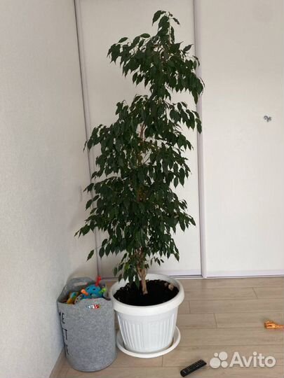 Фикус бенджамина большой