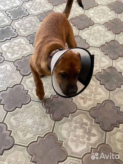 Маленькая собака