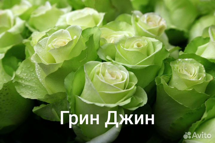 Саженцы роз