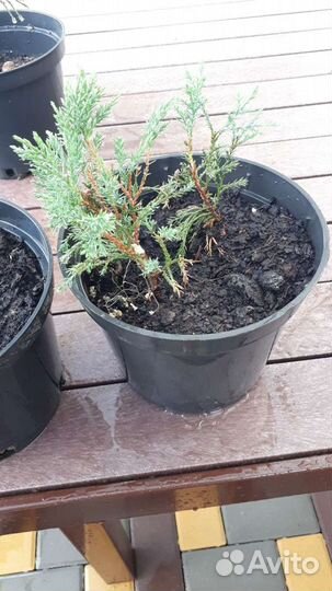 Можжевельник