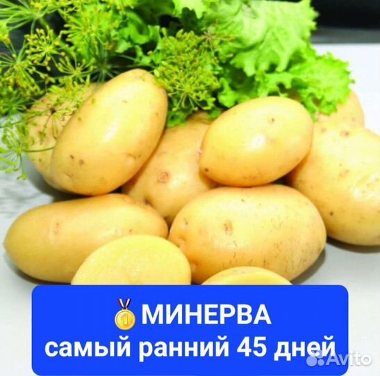 Семенной картофель картошка на посадку лучшие сорт