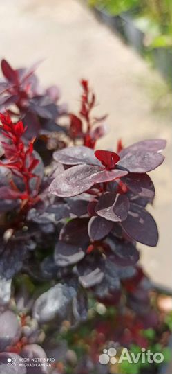 Барбарис Конкорд