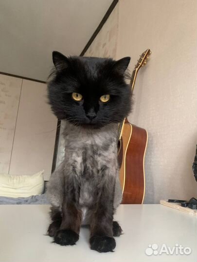 Кот очень ласковый в добрые руки