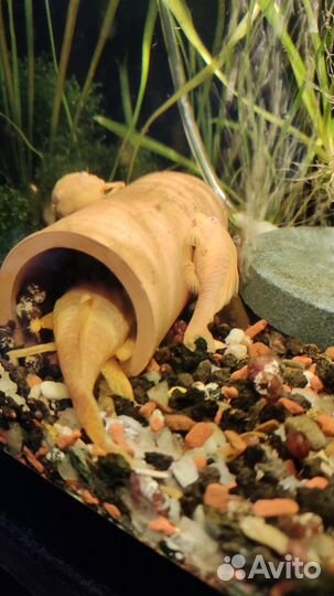 Гуппи, креветки, меченосцы, аквариум