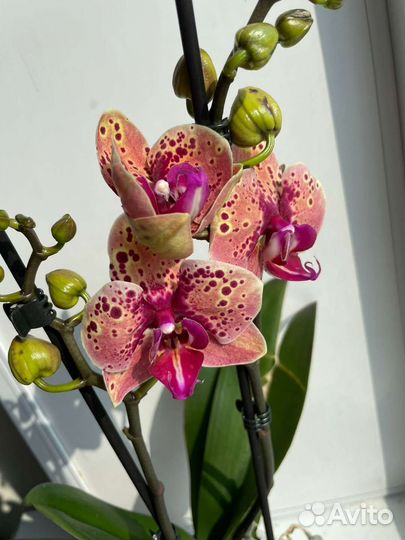 Персик орхидея