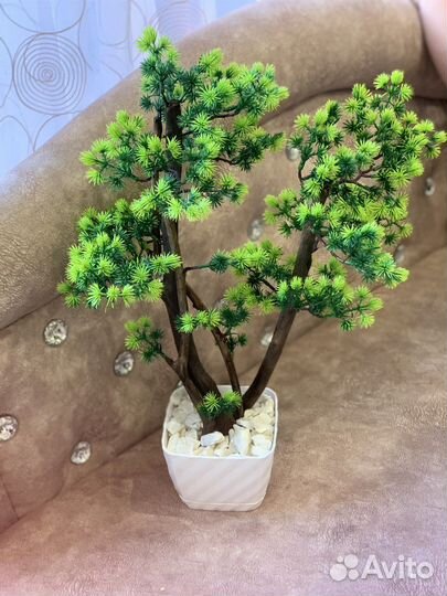 Дерево бонсай