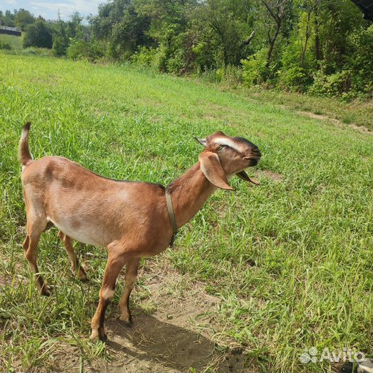 Продам козликов на племя