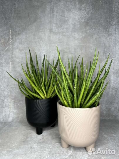 Домашнее растение сансивьерия