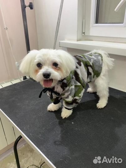 Одежда для собак