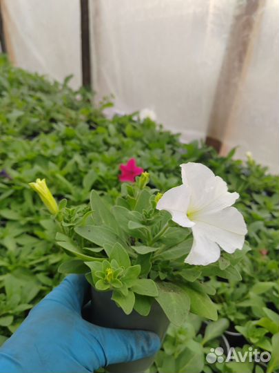 Петуния кустовая