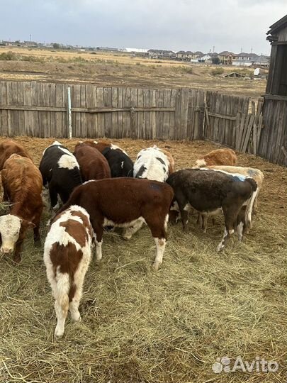 Бычки 64 головы