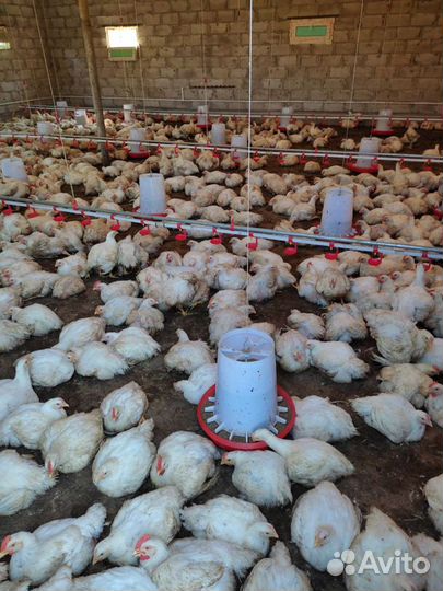 Куры бройлеры