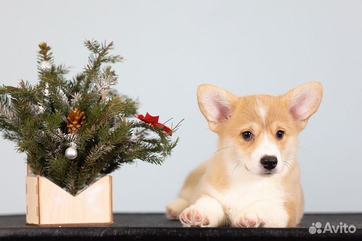 Вельш-корги пемброк мальчик