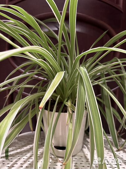 Хлорофитум