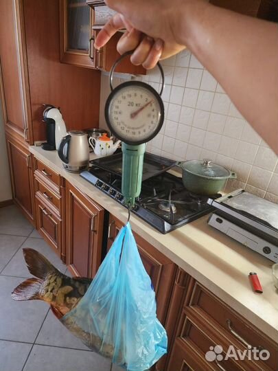 Карп живой горбатый