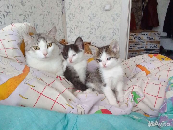 Папа анатолийский кот