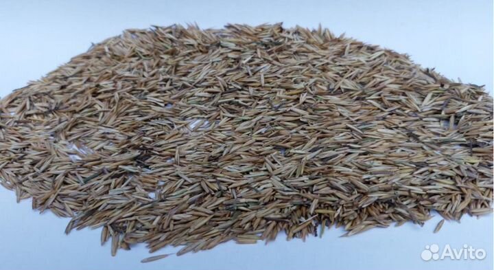 Семена Пырей ползучий оптом от 100кг