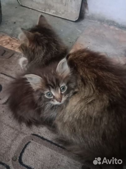 Кошка 1,5 месяца