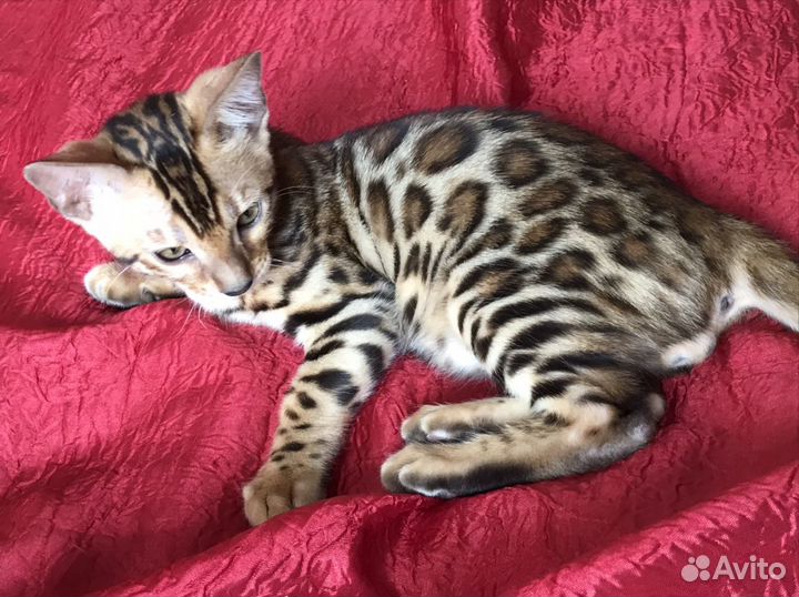 Элитные бенгалы