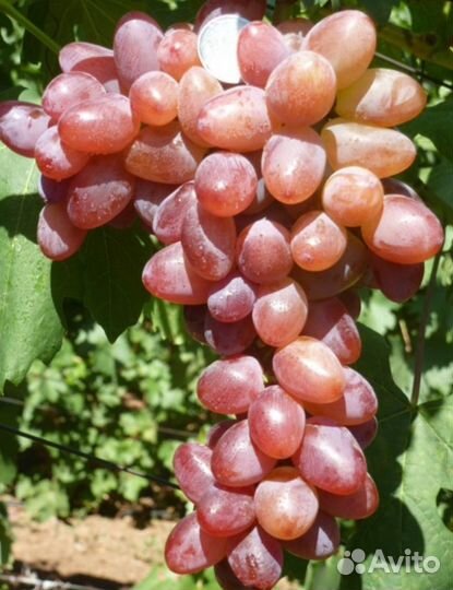 Расродаю Саженцы винограда, малина, смородина