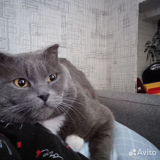 Отдам кота в добрые руки