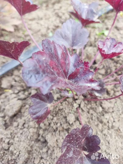 Растения гейхера