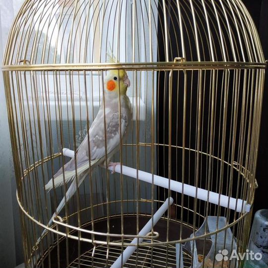 Красивые попугаи Кореллы в наличии