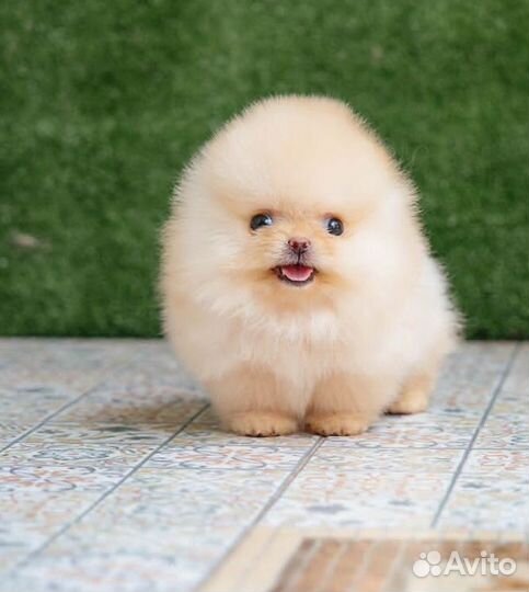 Эксклюзивчики*Доставка/Самовывоз