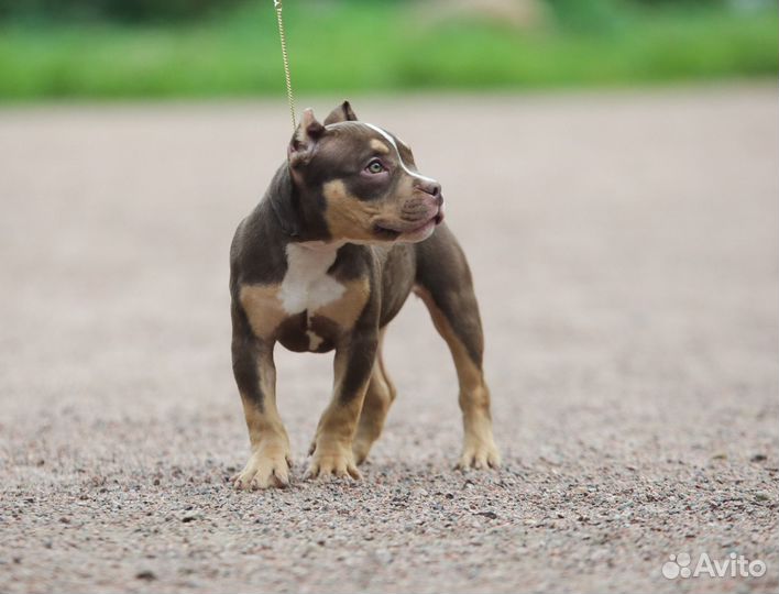 Барби щенок Булли