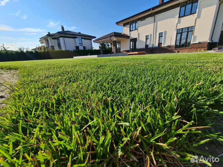 Рулонный газон