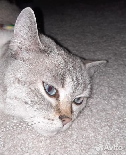 Британская мраморная шиншилла кошка