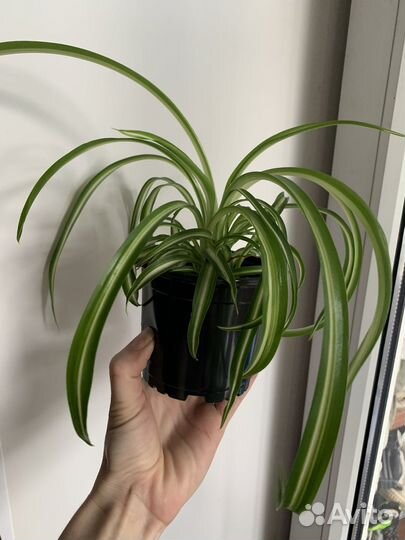 Хлорофитум