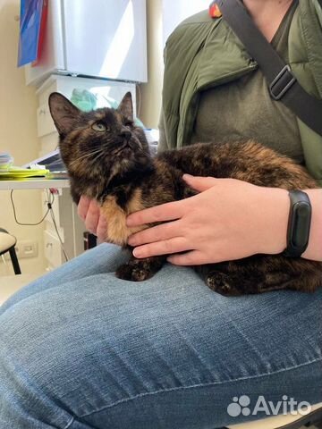 Кошка (с влк) ищет семью