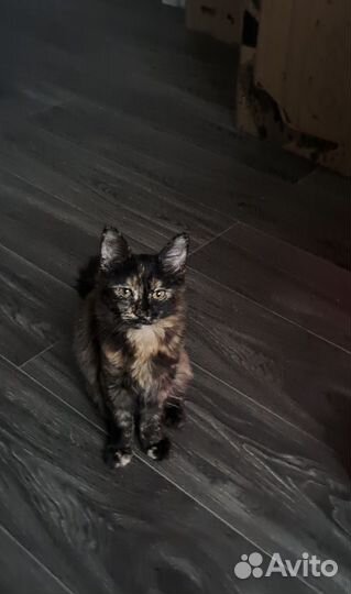 Котята