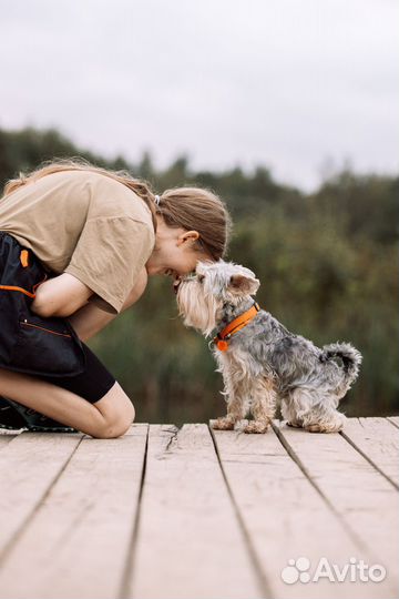 Кинолог/дрессировка собак