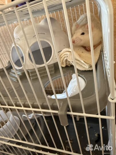 Продам декоративную крысу с клеткой