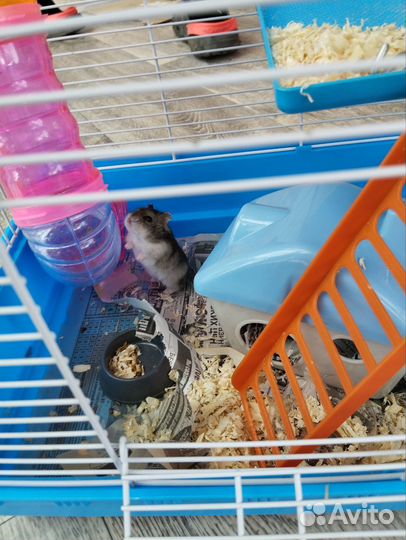 Продам хомяка джунгарика с клеткой