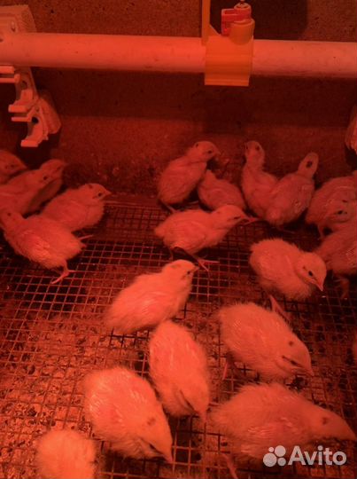 Техасский перепел