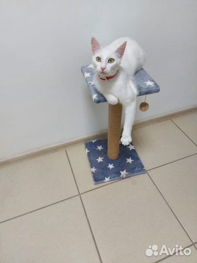 Кошка в дар бесплатно