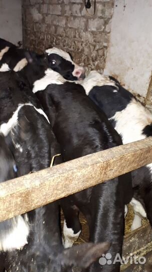 Бычки. Большое нагаткино