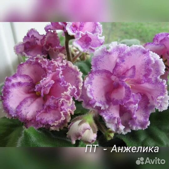 Детки сортовых фиалок