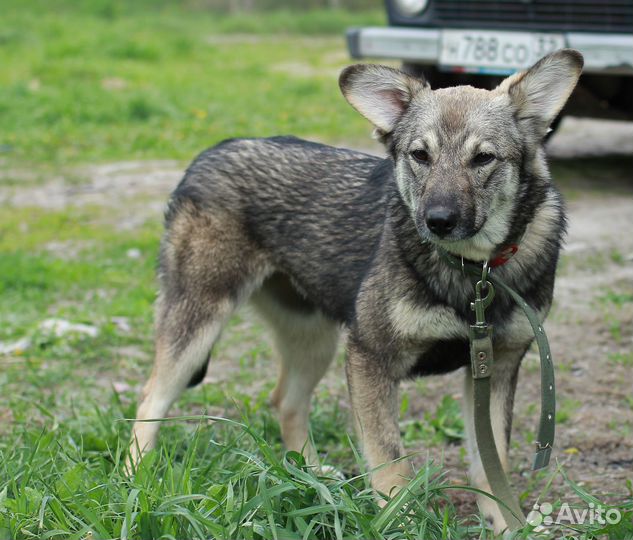Щенок Адель