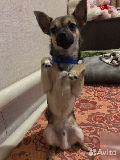 Вязка той-терьера