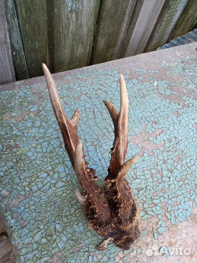 Рога оленя