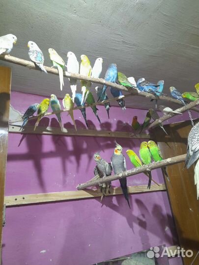 Продажа попугаев собственного разведения