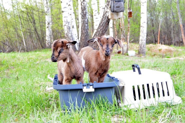 Продам козлёнка на племя