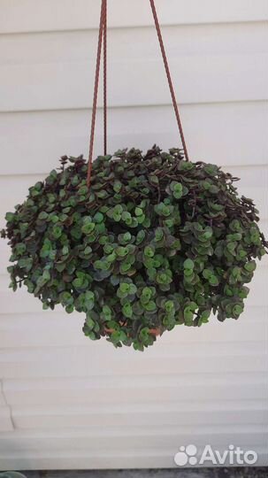 Каллизия в кашпо