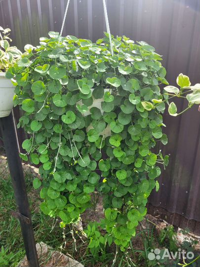 Дихондра ампельная, кашпо 3 литра, доставка