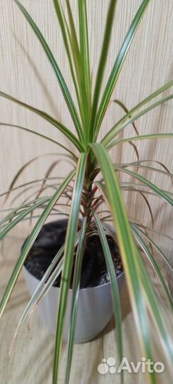 Комнатные цветы драцена