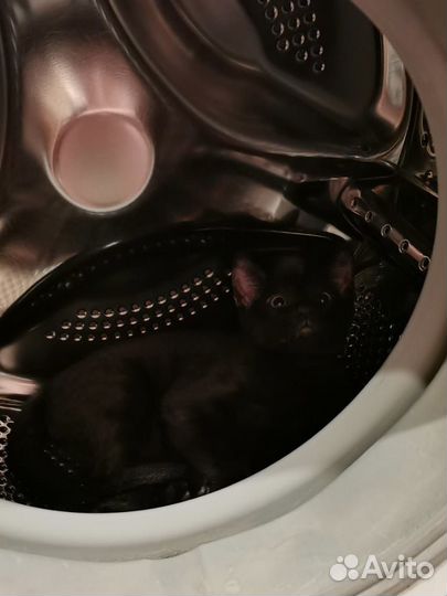 Донской сфинкс